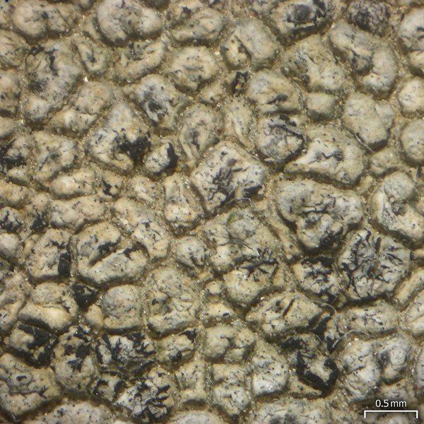 Lichenostigma triseptata