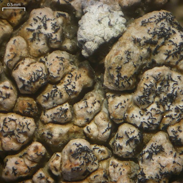 Lichenostigma triseptata