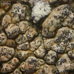 Lichenostigma triseptata