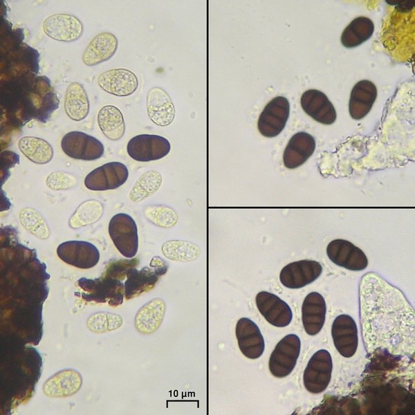 Lichenostigma triseptata