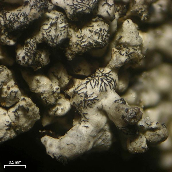 Lichenostigma triseptata