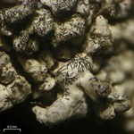 Lichenostigma triseptata