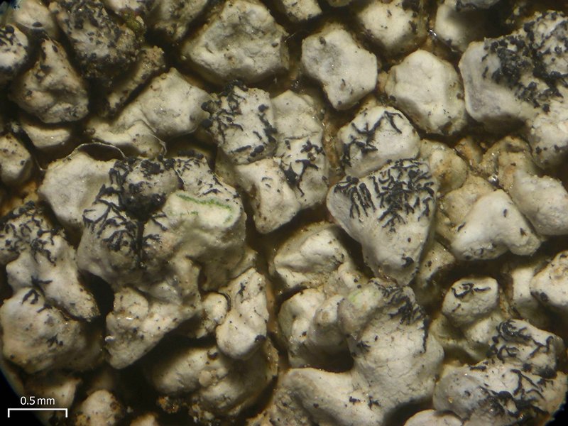 Lichenostigma triseptata