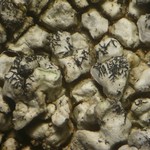 Lichenostigma triseptata