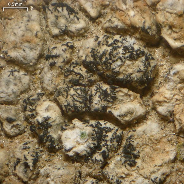Lichenostigma triseptata