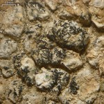 Lichenostigma triseptata