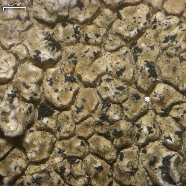 Lichenostigma triseptata