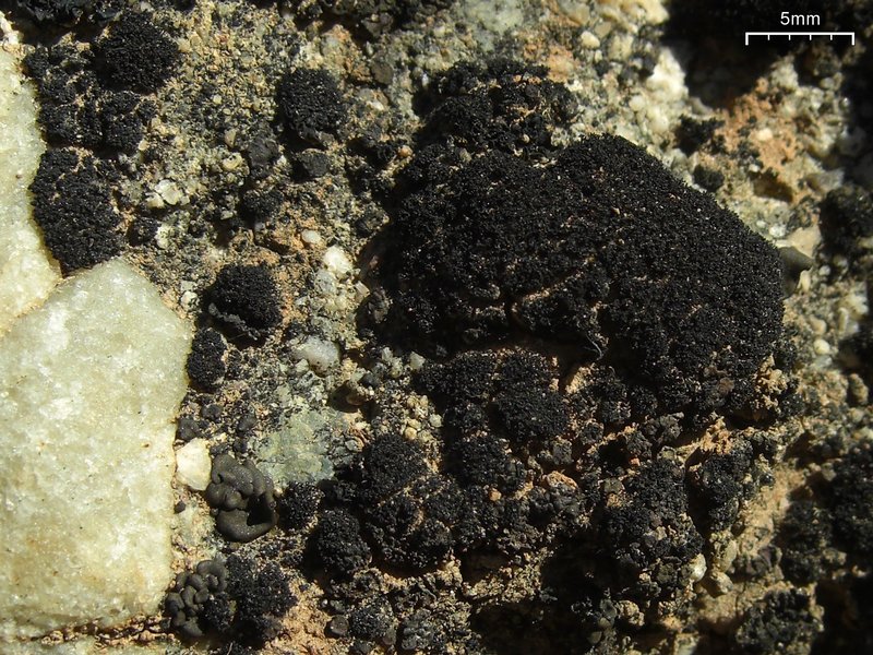 Lichinella flexa