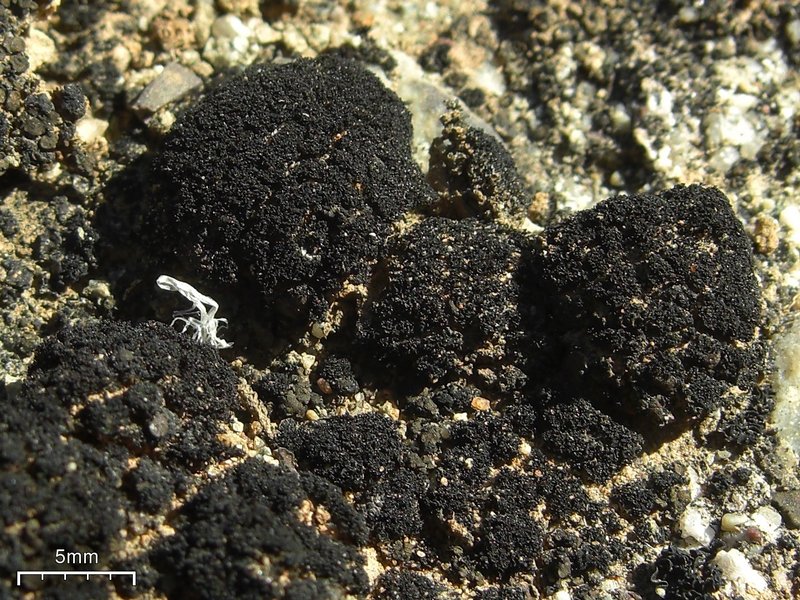 Lichinella flexa