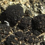 Lichinella flexa