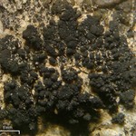 Lichinella granulosa