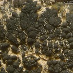 Lichinella granulosa