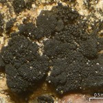 Lichinella granulosa