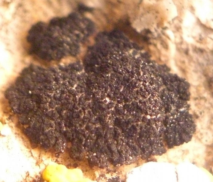 Lichinella granulosa