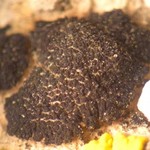 Lichinella granulosa