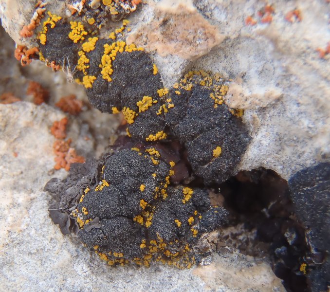 Lichinella granulosa