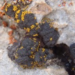 Lichinella granulosa