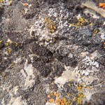 Lichinella intermedia