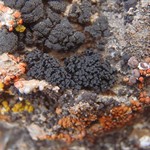 Lichinella iodopulchra