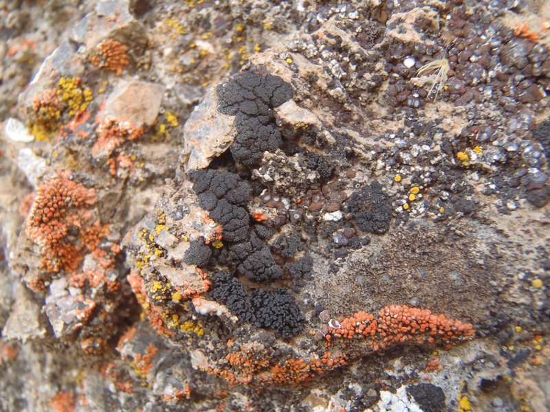 Lichinella iodopulchra