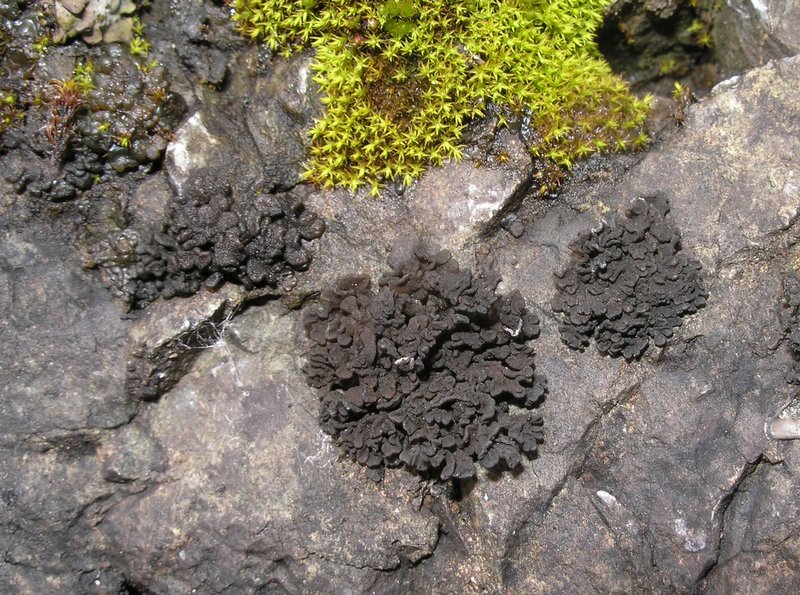 Lichinella nigritella