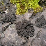 Lichinella nigritella