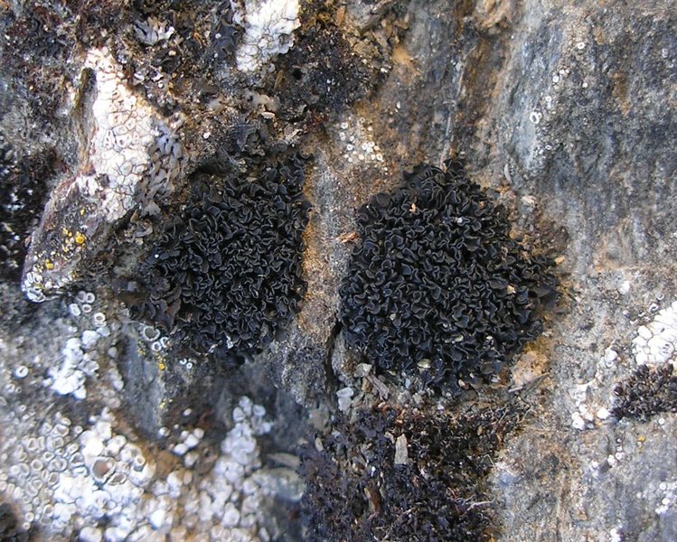 Lichinella nigritella