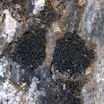 Lichinella nigritella