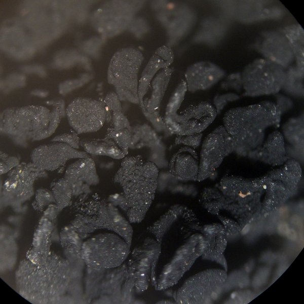 Lichinella nigritella