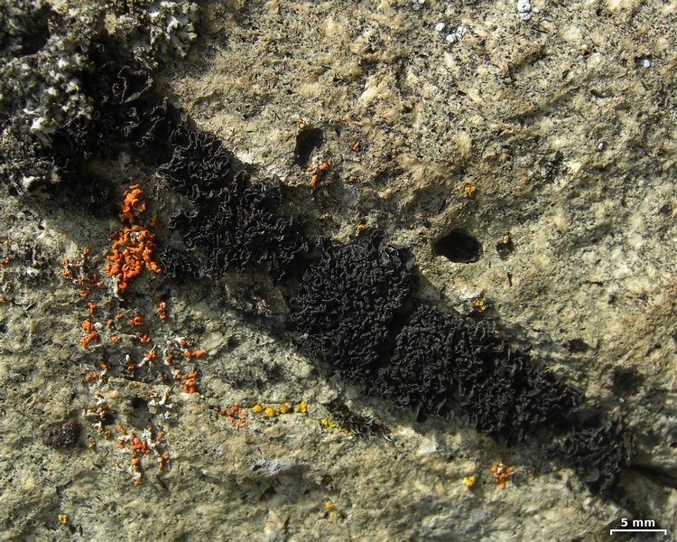 Lichinella nigritella