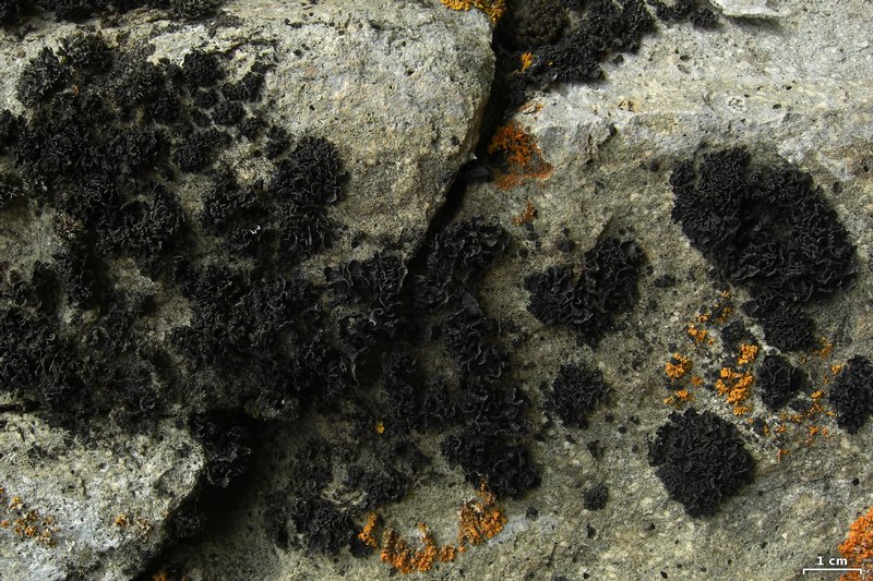 Lichinella nigritella