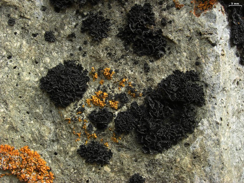 Lichinella nigritella