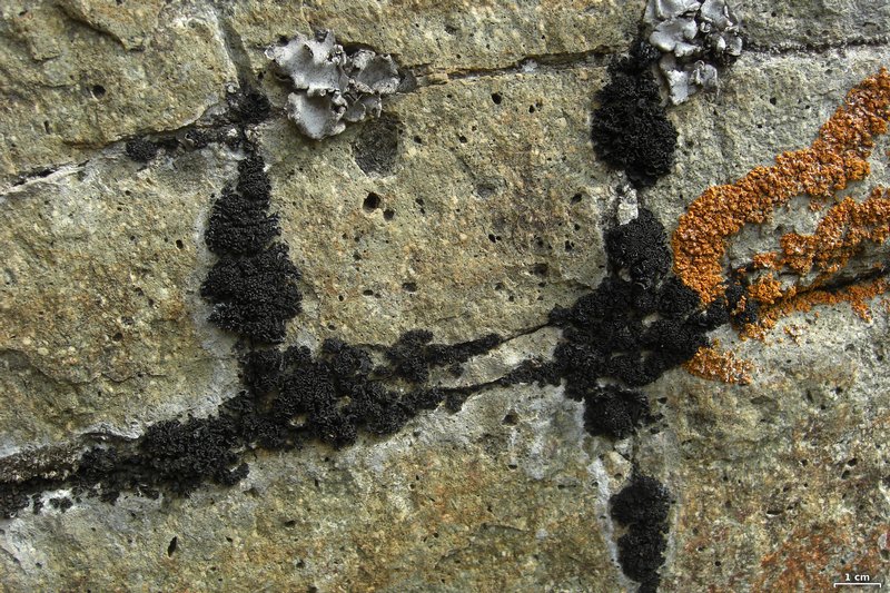 Lichinella nigritella