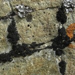 Lichinella nigritella
