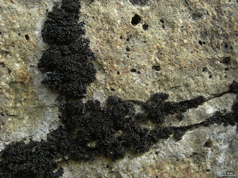 Lichinella nigritella