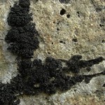 Lichinella nigritella