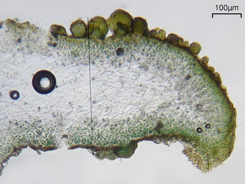 Lichinella nigritella