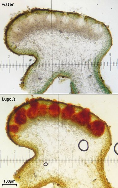 Lichinella nigritella