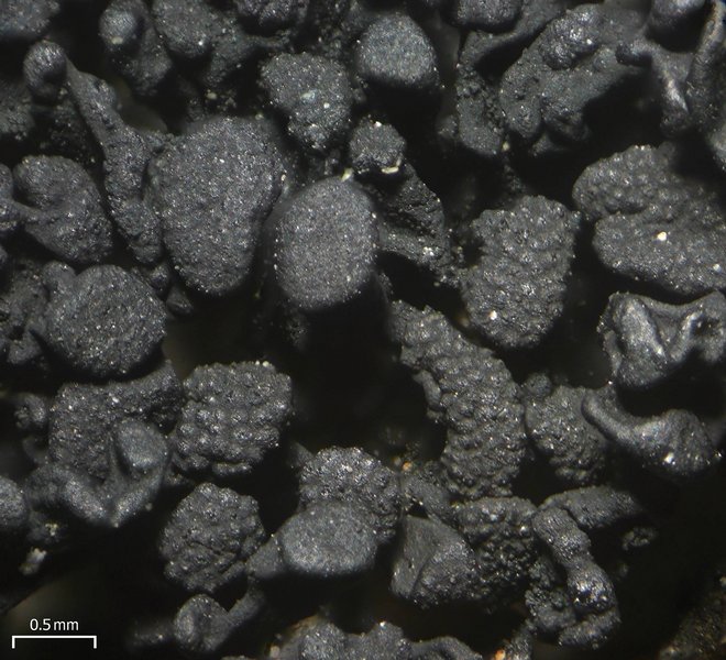 Lichinella nigritella