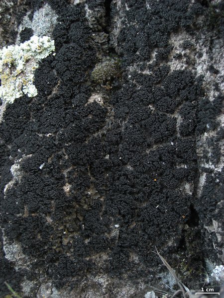 Lichinella nigritella