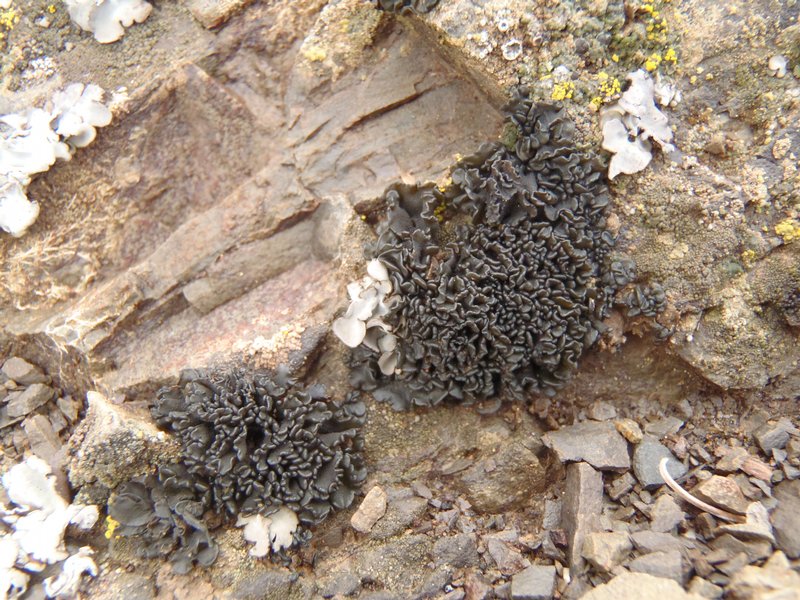 Lichinella nigritella