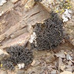 Lichinella nigritella