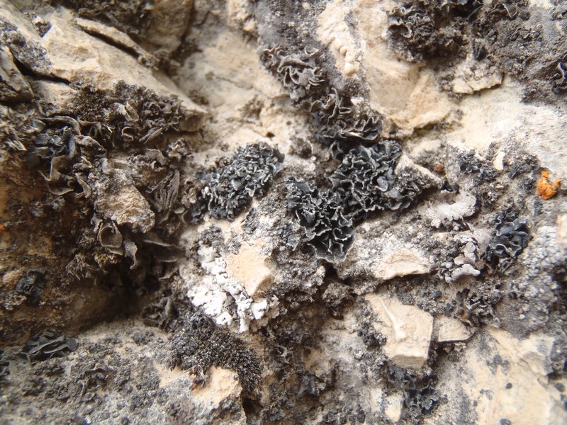 Lichinella nigritella