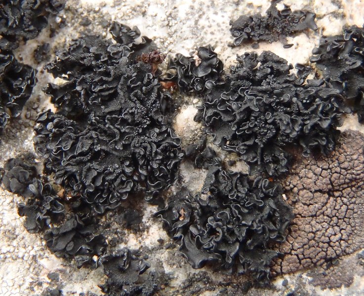 Lichinella nigritella
