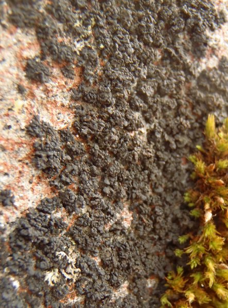 Lichinella nigritella