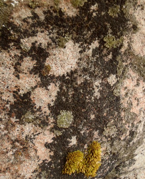 Lichinella nigritella