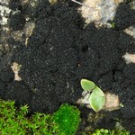 Lichinella stipatula