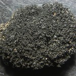 Lichinella stipatula
