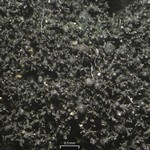 Lichinella stipatula