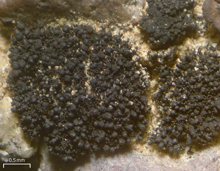 Lichinella stipatula